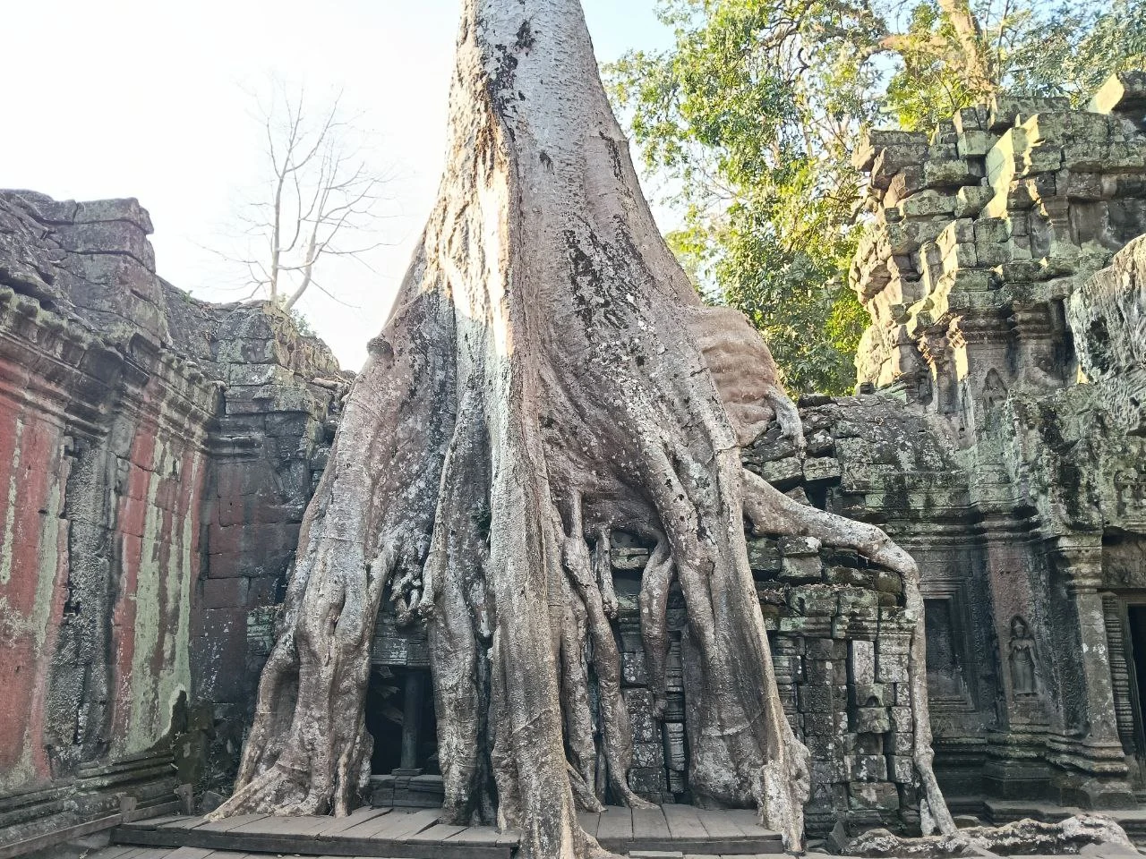 El Aarbol Altisimo De Ta Prohm