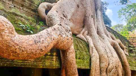 tours en español siem reap - recorrido por Ta Prohm con guía local camboyano