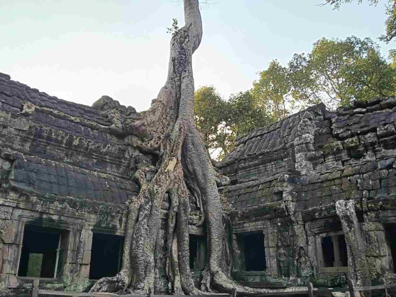 Templo Ta Prohm cubierto de raíces durante tour privado en español Angkor