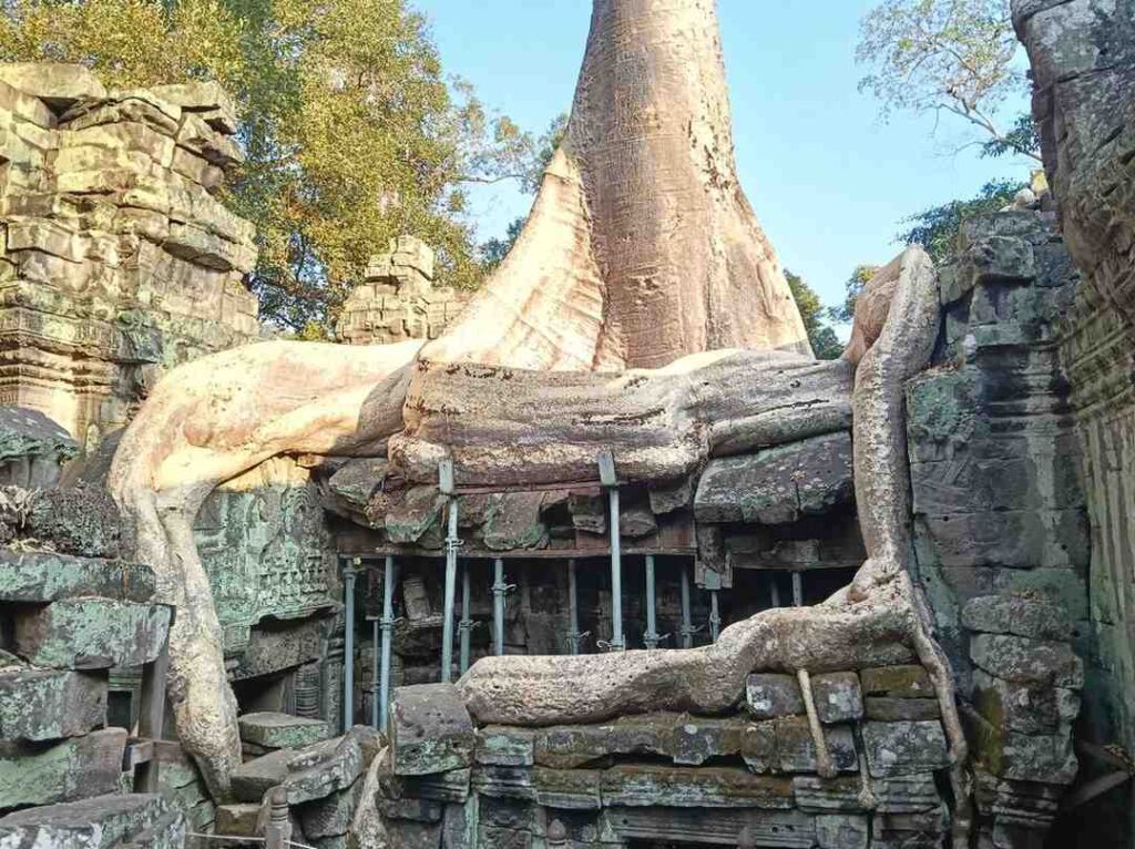 arbol-anaconda-ta-prohm | Guías de Angkor