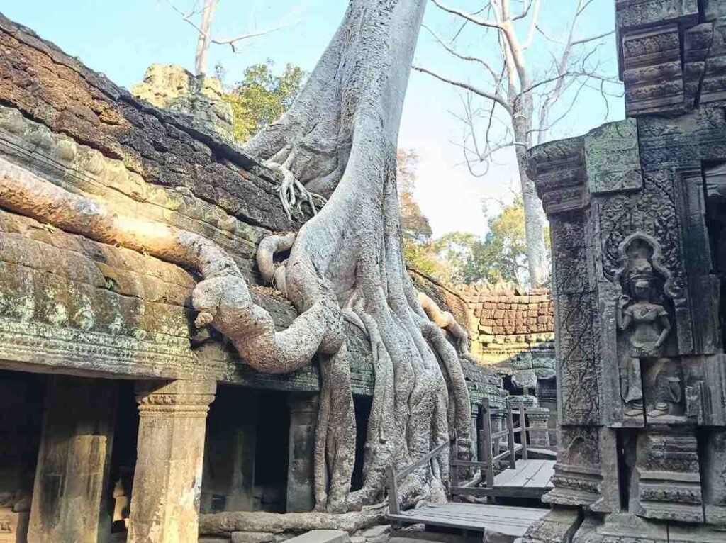 arbol-angelina-jolie-tomb-raider-ta-prohm | Guías de Angkor
