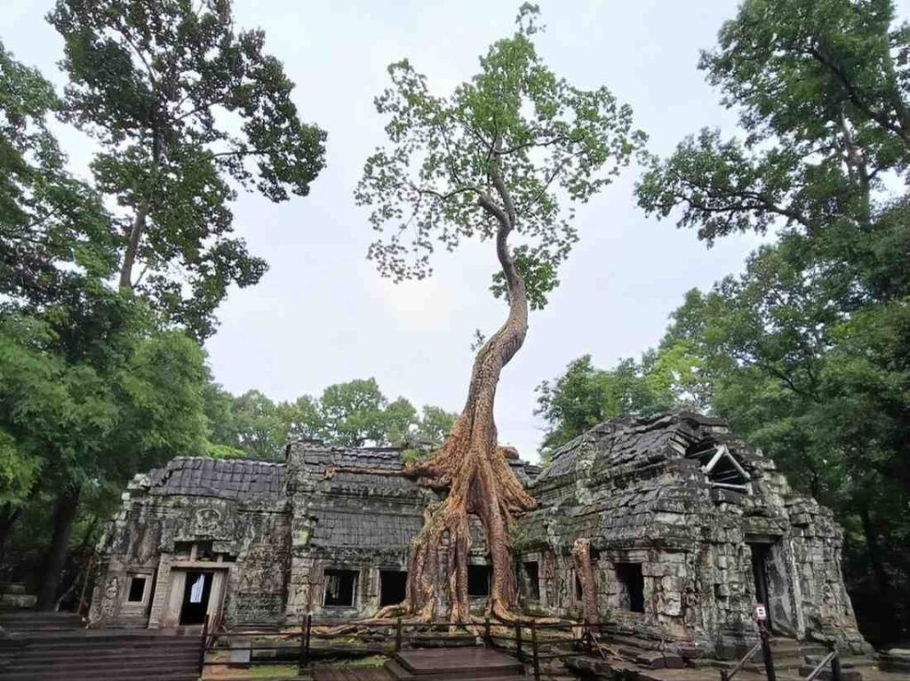 arbol-mano-gigante-ta-prohm | Guías de Angkor