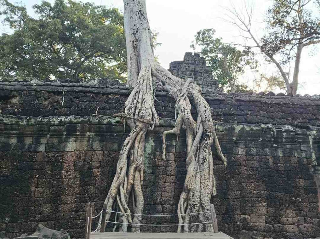 interior-templo-ta-prohm | Guías de Angkor