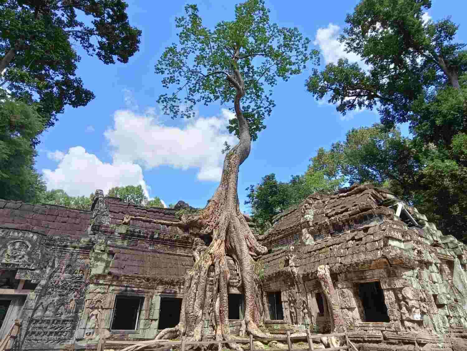 Inicio Árbol de Tomb Raider en Ta Prohm